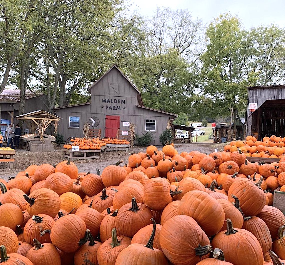 nashville area pumpkin patches